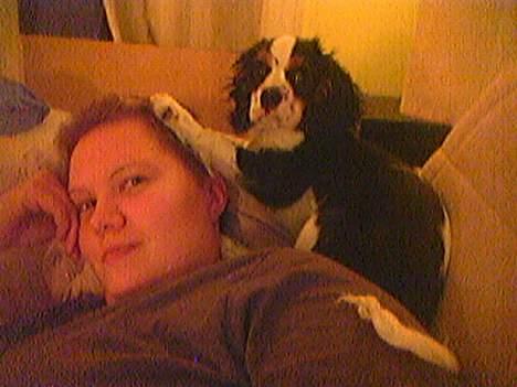 Cavalier king charles spaniel Disney billede 17