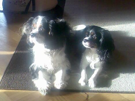 Cavalier king charles spaniel Disney - min kæreste og mig.. billede 18