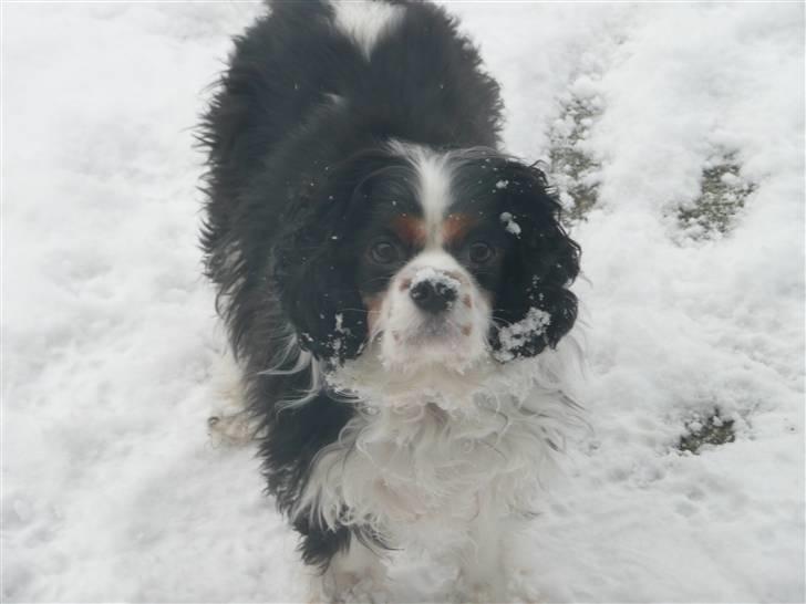 Cavalier king charles spaniel Disney billede 19