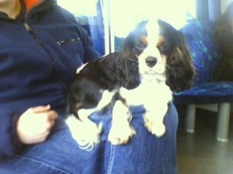 Cavalier king charles spaniel Disney - en af mine mange ture min toget, ned og besøge mormor og morfar... billede 20