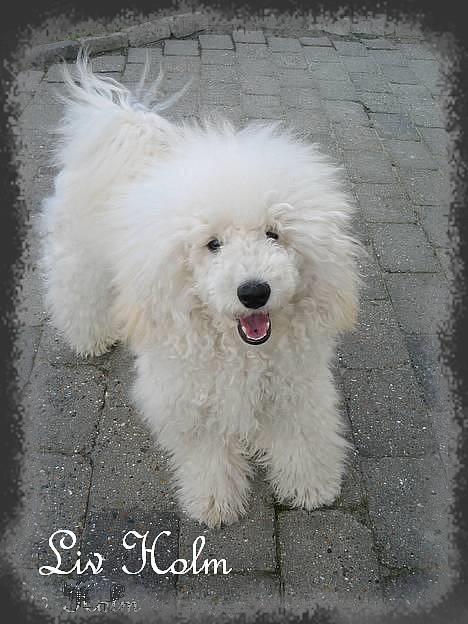 Mellempuddel Snodde billede 1