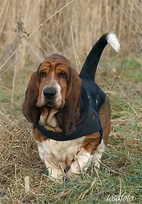 Basset hound Snubbi, født Albert billede 5