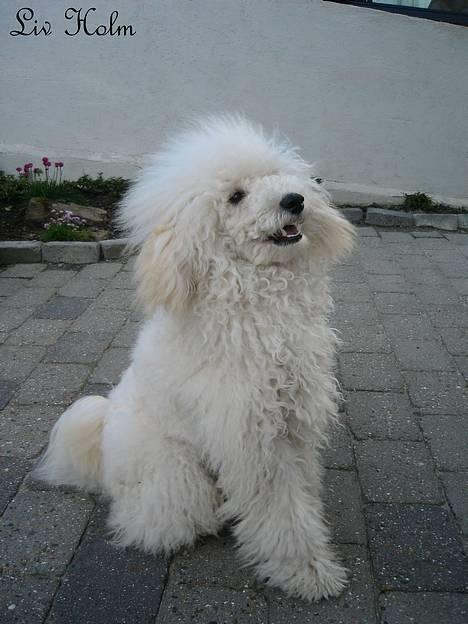 Mellempuddel Snodde billede 2