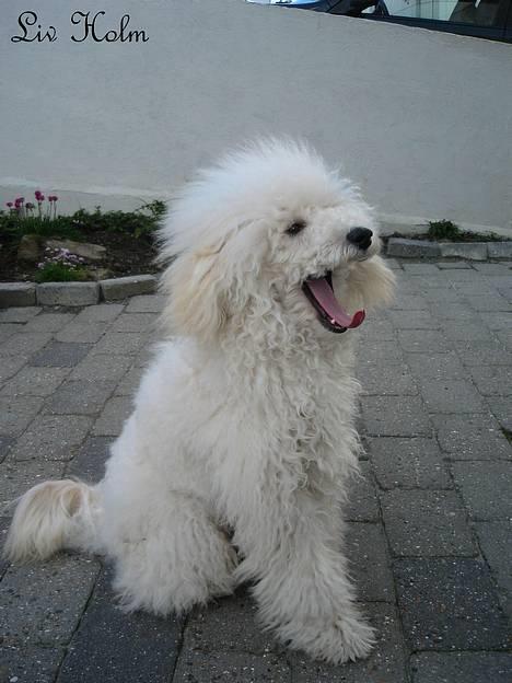 Mellempuddel Snodde billede 3