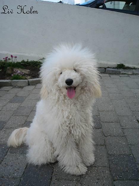 Mellempuddel Snodde billede 4