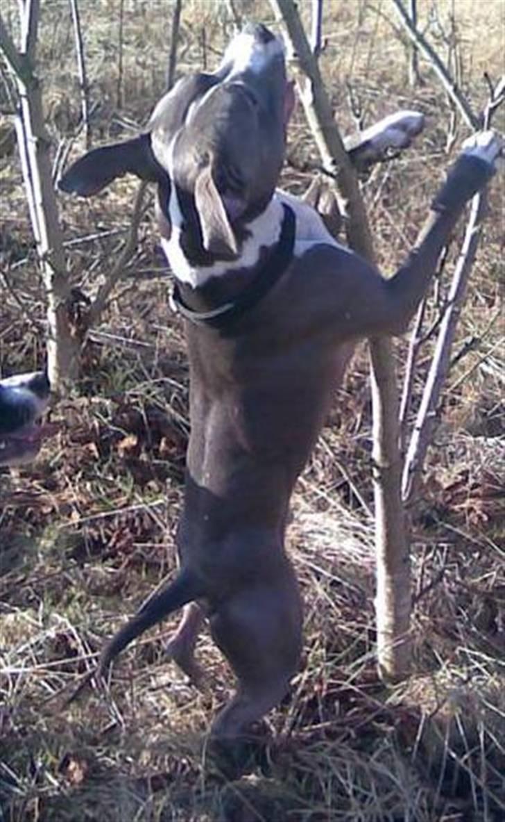 Amerikansk staffordshire terrier Tyson R.I.P - Kom her gren. :D billede 6