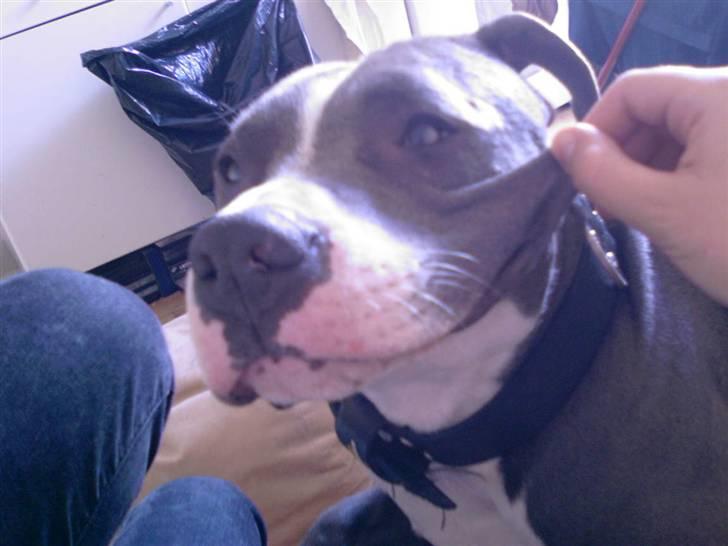 Amerikansk staffordshire terrier Tyson R.I.P - Hvad er det du laver far?? billede 7