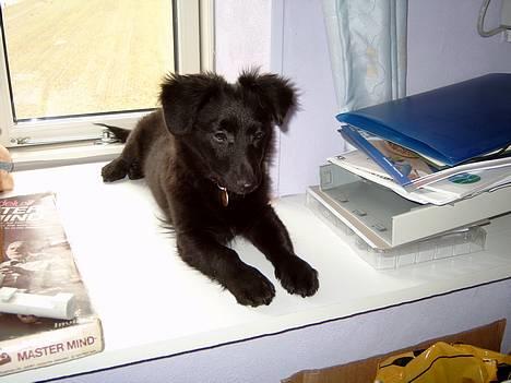 Blanding af racer Bølle solgt til ex konen - Det er så lille mig billede 1