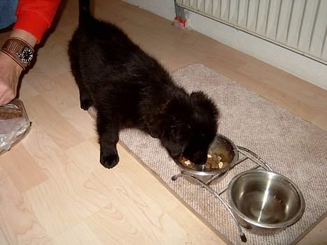 Blanding af racer Bølle solgt til ex konen - Er bare sulten efter den lange køretur. billede 2