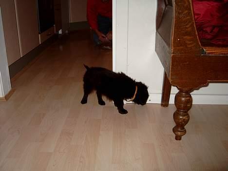 Blanding af racer Bølle solgt til ex konen - Må hellere se mit nye hjem billede 3