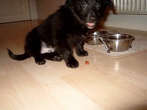 Blanding af racer Bølle solgt til ex konen - Tør du tage den godbid så bare prøv billede 4