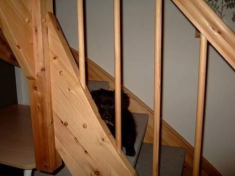 Blanding af racer Bølle solgt til ex konen - Her kan jeg se dig billede 5