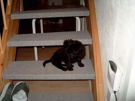 Blanding af racer Bølle solgt til ex konen - Go udsigt billede 6