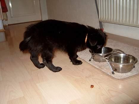 Blanding af racer Bølle solgt til ex konen - Bliver altså sulten af det traveri billede 7