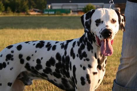 Dalmatiner Curias Taco n' Tequila  - puha det er en varm sommer billede 11