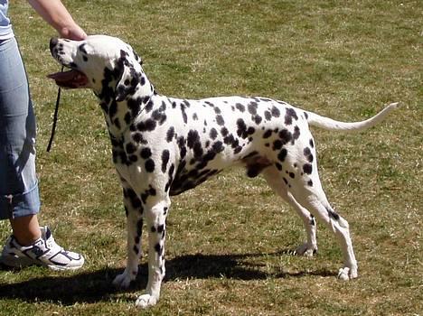 Dalmatiner Curias Taco n' Tequila  - Til Rønne udstilling 2006 billede 12