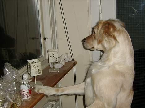 Blanding af racer Freja billede 11