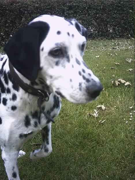Dalmatiner Nina Vovsen. RIP - Nina sommeren 2004 billede 1