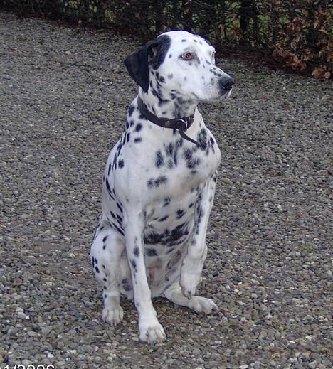 Dalmatiner Nina Vovsen. RIP - Nina. Januar 2006 billede 2