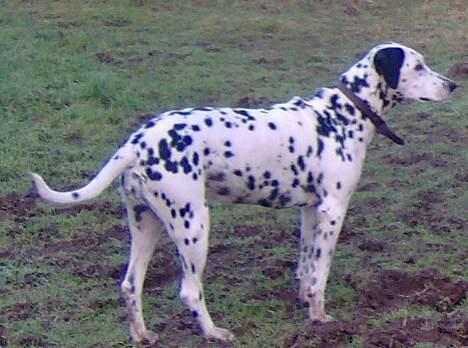 Dalmatiner Nina Vovsen. RIP - Nina på marken. Januar 2006 billede 3