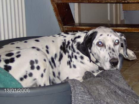 Dalmatiner Nina Vovsen. RIP - En træt Nina i hendes kurv. Januar 2006 billede 4