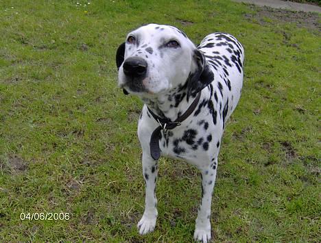 Dalmatiner Nina Vovsen. RIP - nyt. Nina sommeren 2006.  billede 5