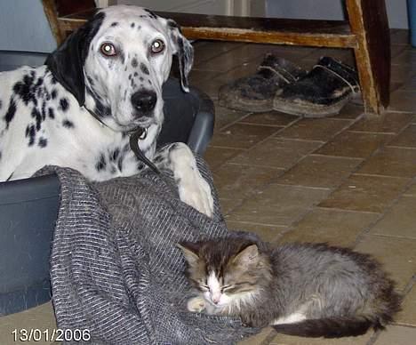 Dalmatiner Nina Vovsen. RIP - Så er der byttet om igen, det er jo trods alt Ninas kurv *SS* MEn så ligger Taz da bare ved siden af og hygger sig:) billede 6