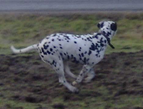Dalmatiner Nina Vovsen. RIP - Nina på marken. Januar 2006 billede 7