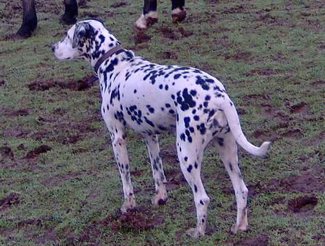 Dalmatiner Nina Vovsen. RIP - Januar 2006 billede 8