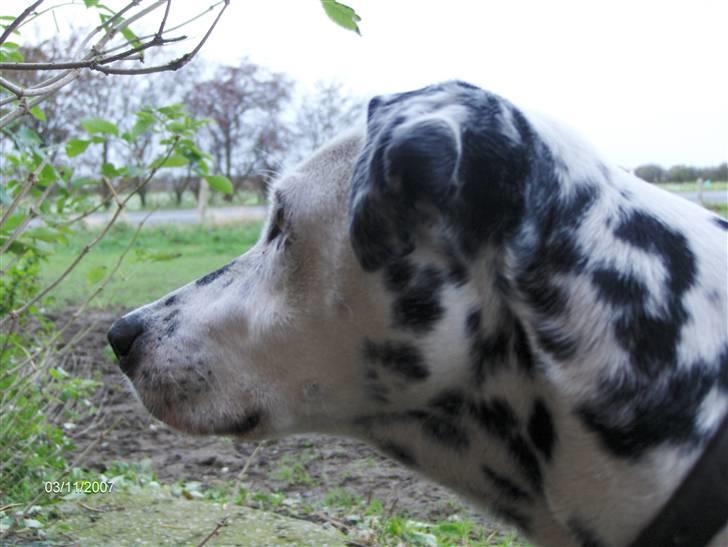 Dalmatiner Nina Vovsen. RIP - *nyt* Nina november 2007 billede 9