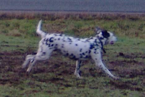 Dalmatiner Nina Vovsen. RIP - fuld fart på marken. januar 2006 billede 10