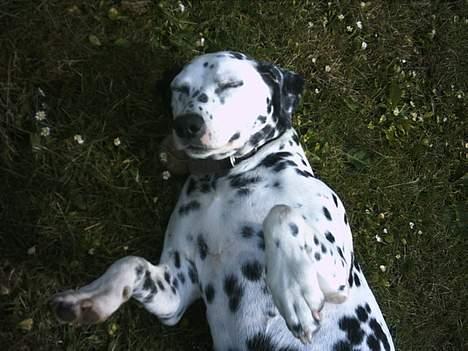 Dalmatiner Nina Vovsen. RIP - Klø mig på maven!!! Nina ligger og på ryggen i sommergræsset... ovenpå hendes bold! he he. sommeren 2004 billede 11