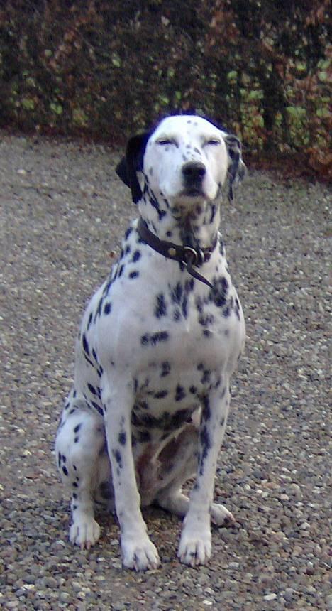 Dalmatiner Nina Vovsen. RIP - Nina i gårdspladsen. Januar 2006 billede 12