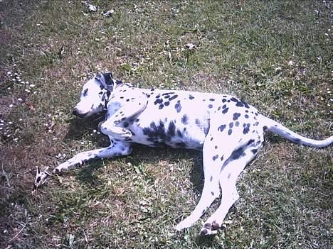 Dalmatiner Nina Vovsen. RIP - Nina ruller rundt i græsset. sommeren 2004 billede 13