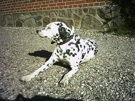 Dalmatiner Nina Vovsen. RIP billede 14