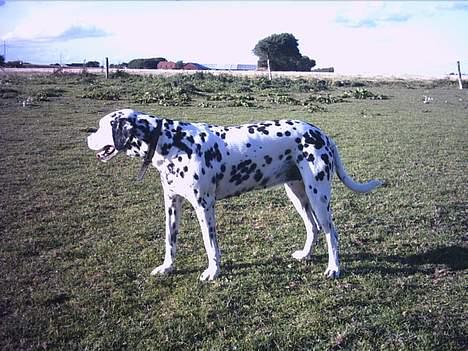Dalmatiner Nina Vovsen. RIP - Nina på marken. 2005 billede 15