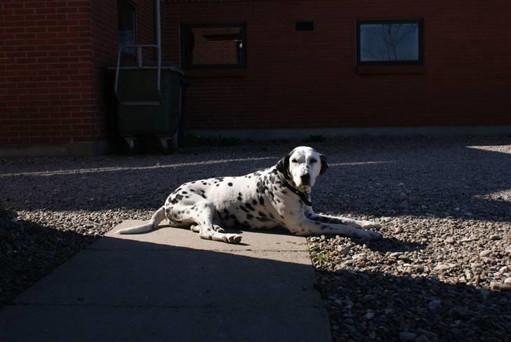 Dalmatiner Nina Vovsen. RIP - Nina - april 2009 billede 16
