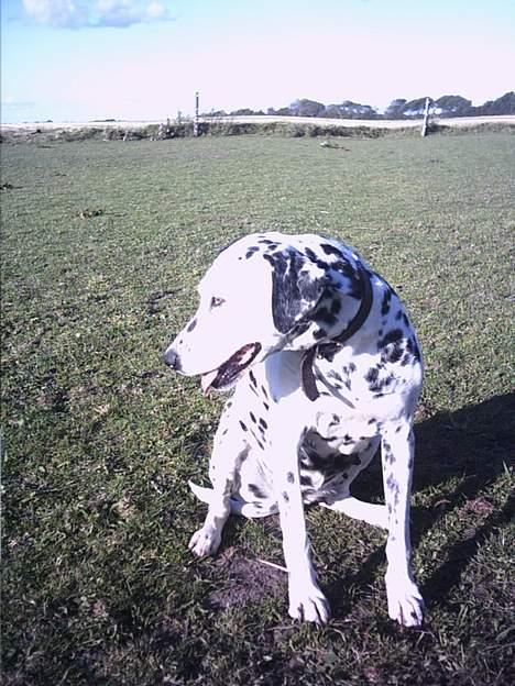 Dalmatiner Nina Vovsen. RIP - Nina på marken 2005 billede 17