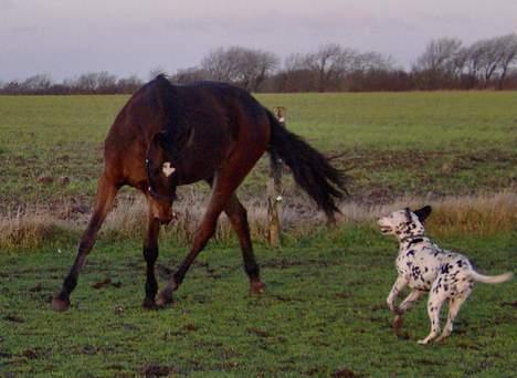 Dalmatiner Nina Vovsen. RIP - Nina leger med med unghingsten Chili in Action. d. 24.dec.2005 billede 18