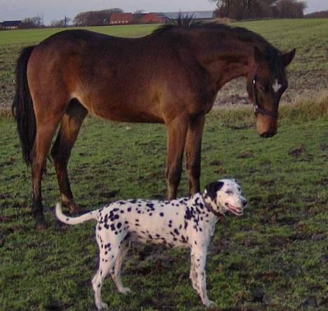Dalmatiner Nina Vovsen. RIP - Chili og Nina.24/12/05 billede 19