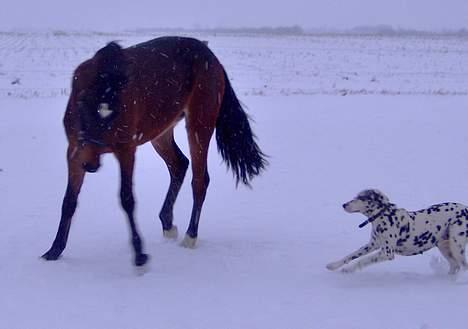 Dalmatiner Nina Vovsen. RIP - Nina og Chili leger i sneen. Julen 2005 billede 20