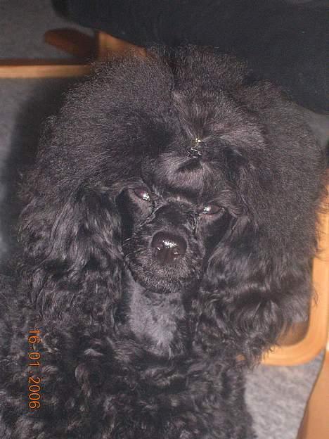 Toypuddel Black Chili Girl billede 7