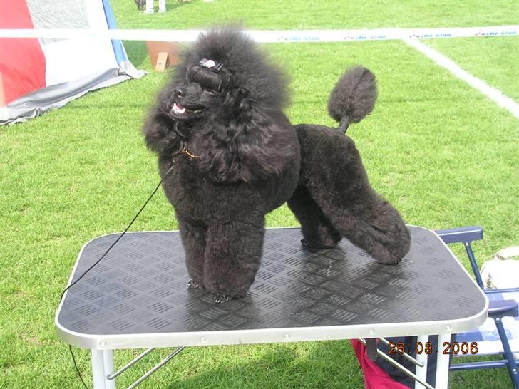 Toypuddel Black Chili Girl billede 8