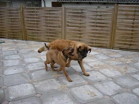 Blanding af racer Bazil - 25 uger - Xara og Bazil i haven billede 8