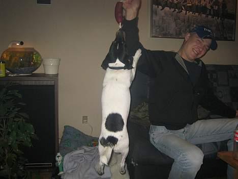 Dansk svensk gaardhund Bølle - Leger lige lidt med onkel. billede 14