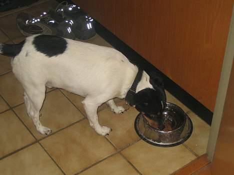 Dansk svensk gaardhund Bølle - Blev lige sulten efter en tur i parken. billede 15