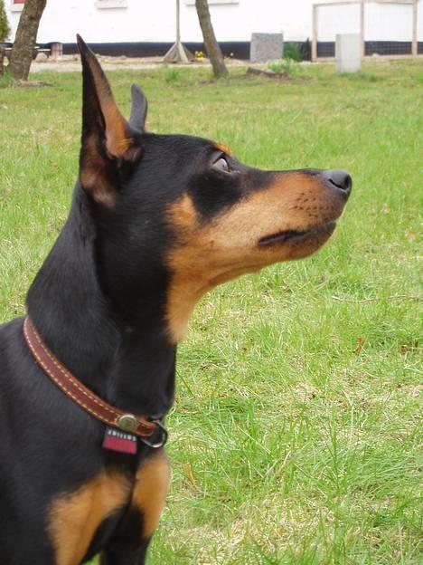 Dvaergpinscher Felix - Her er Felix billede 1