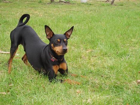 Dvaergpinscher Felix - Klar til leg :-) billede 2