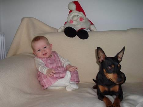 Dvaergpinscher Felix - Så er det tid til årets julekort, og min lillesøster og jeg sidder model :-) billede 3