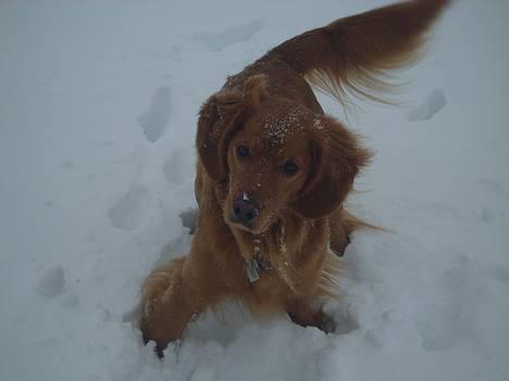 Blanding af racer Victor billede 13